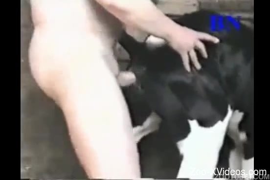 Naked male with hard boner is fucking his sexy doggy from behind