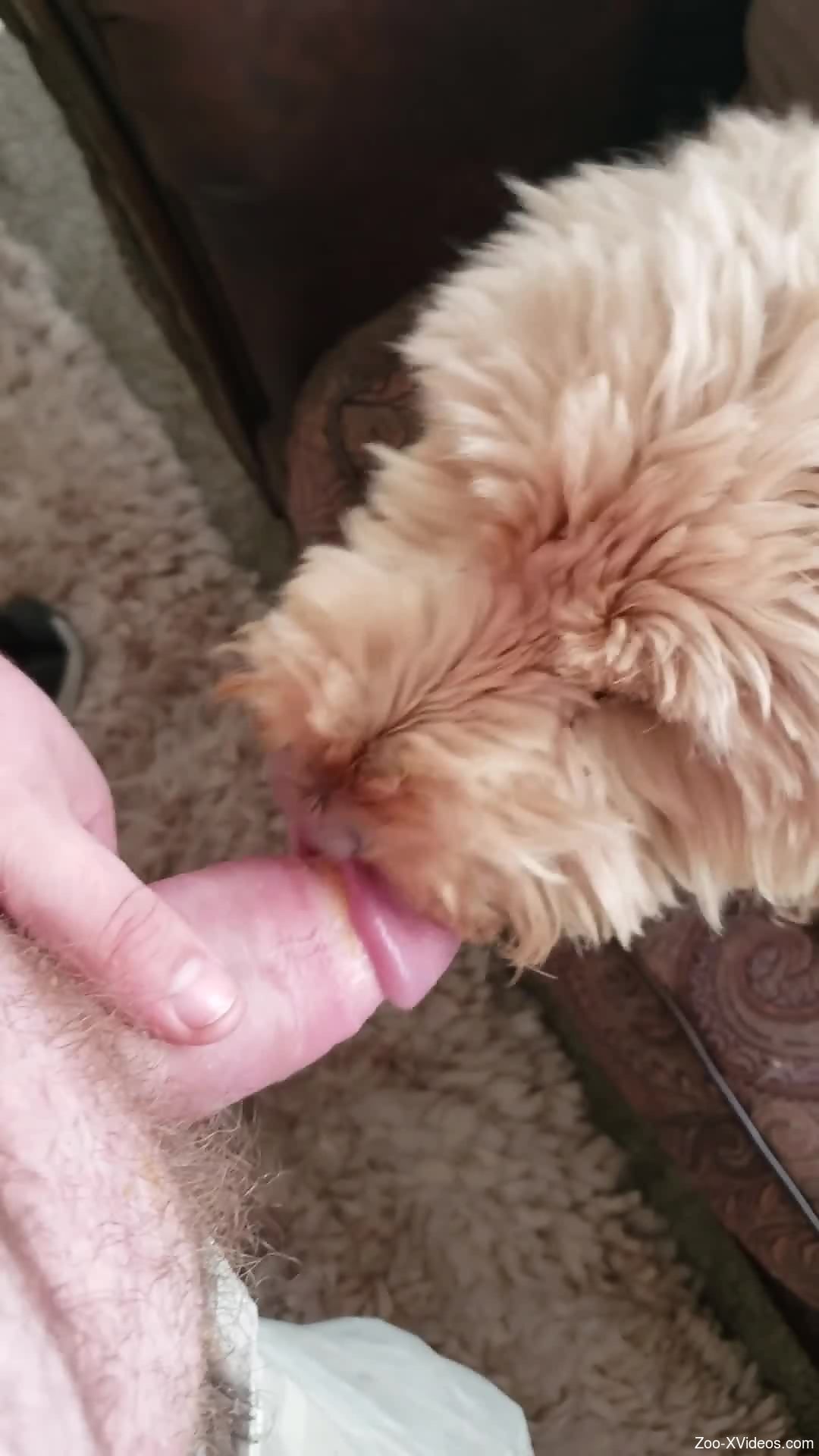 Sexy animal licking all over the guy's hot boner