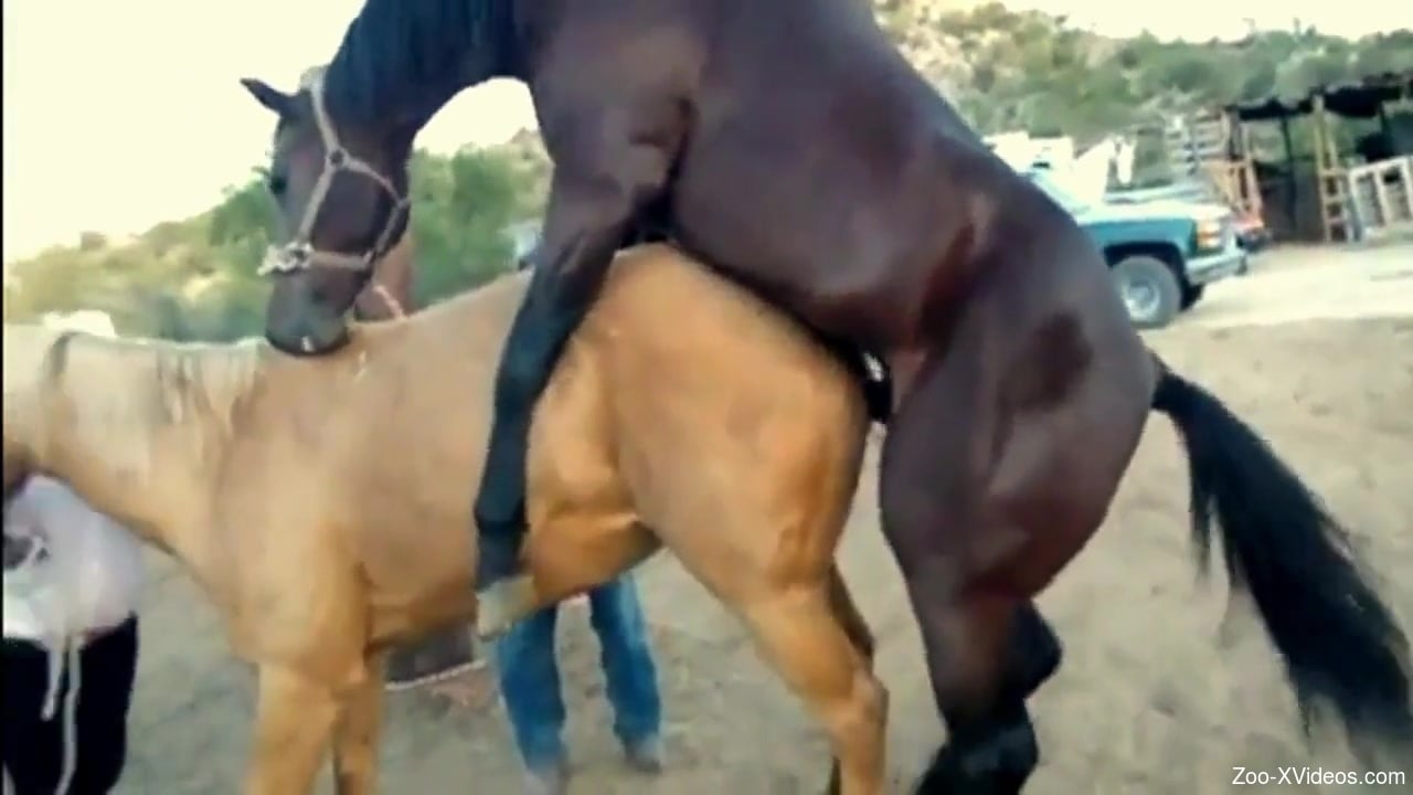 Horse mating are the delight of this zoo porn lover