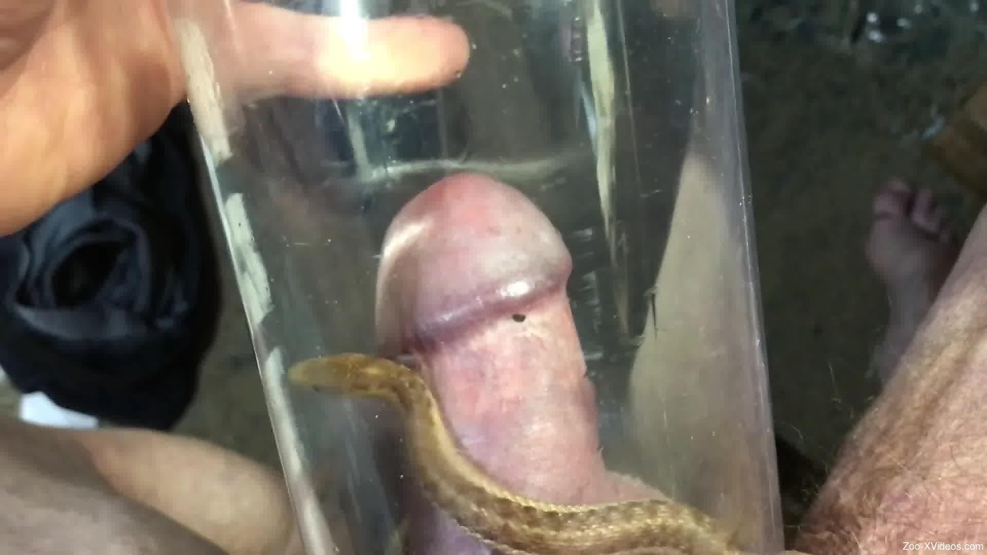horny man loves this small snake crawling on his dick