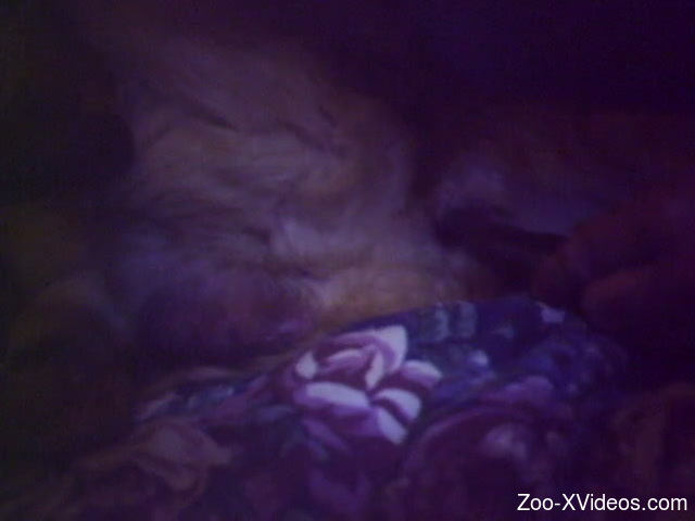 Late night furry romance with animals during cam show