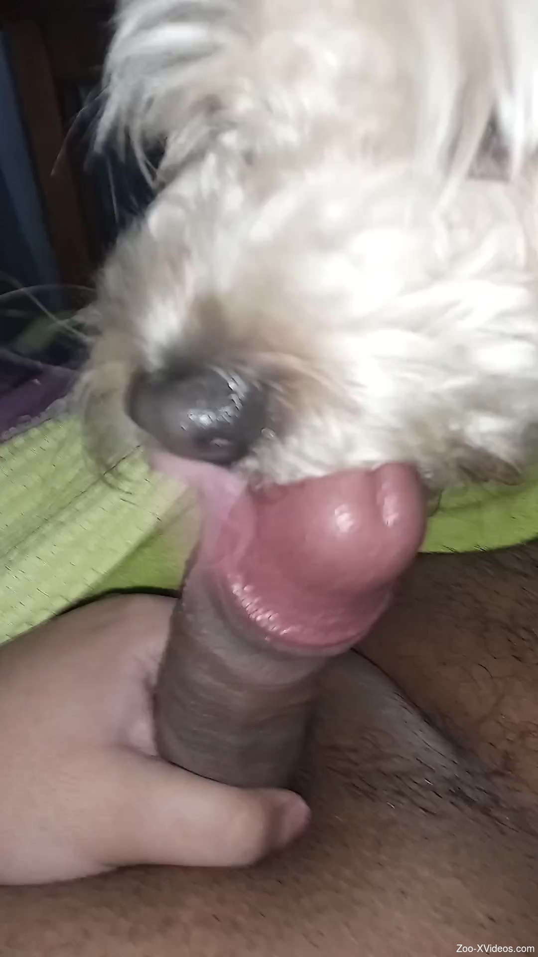 Hot animal licking all over this guy's gorgeous penis