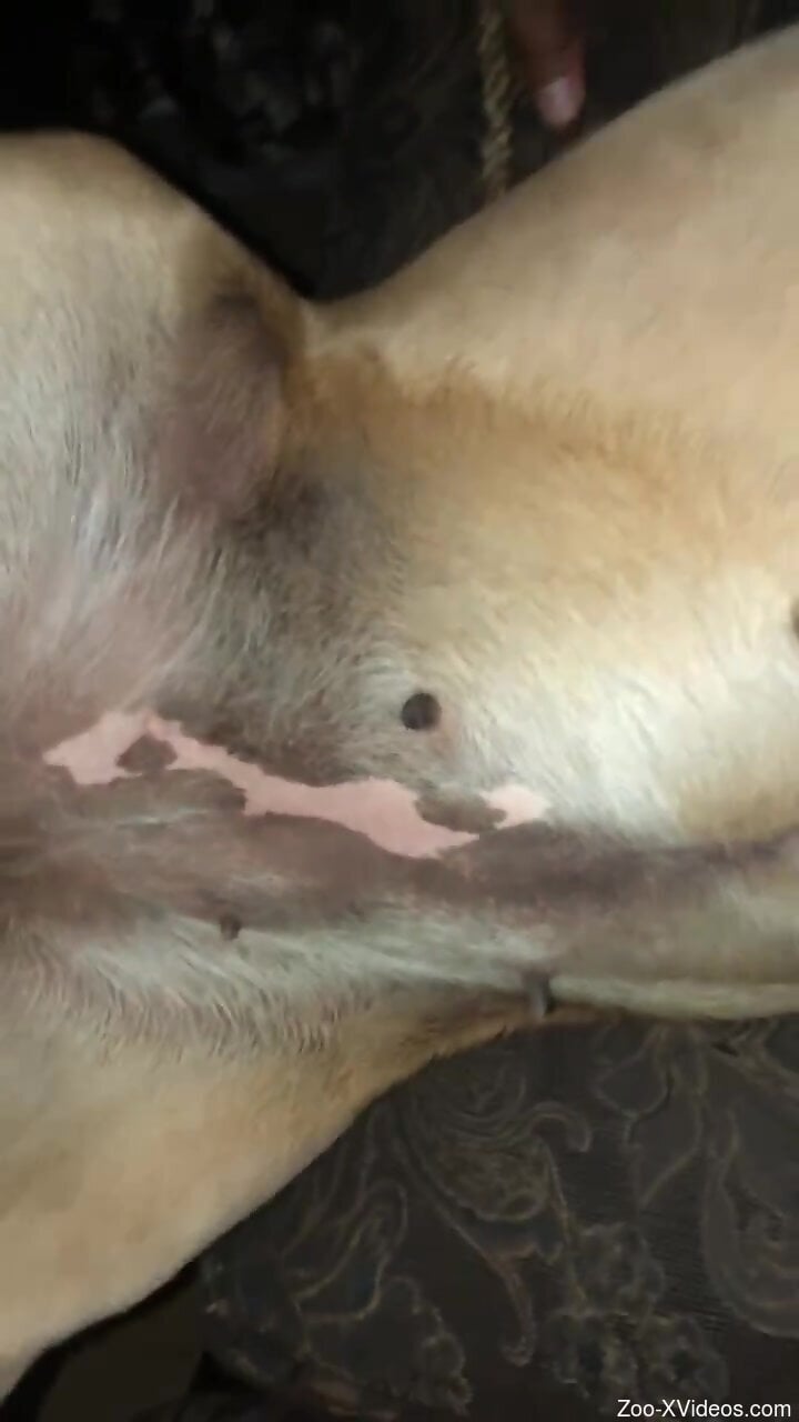 Hot animal love with a guy that fucks every beast