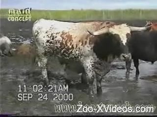 The horny bull sure seems perfect for this man's desires