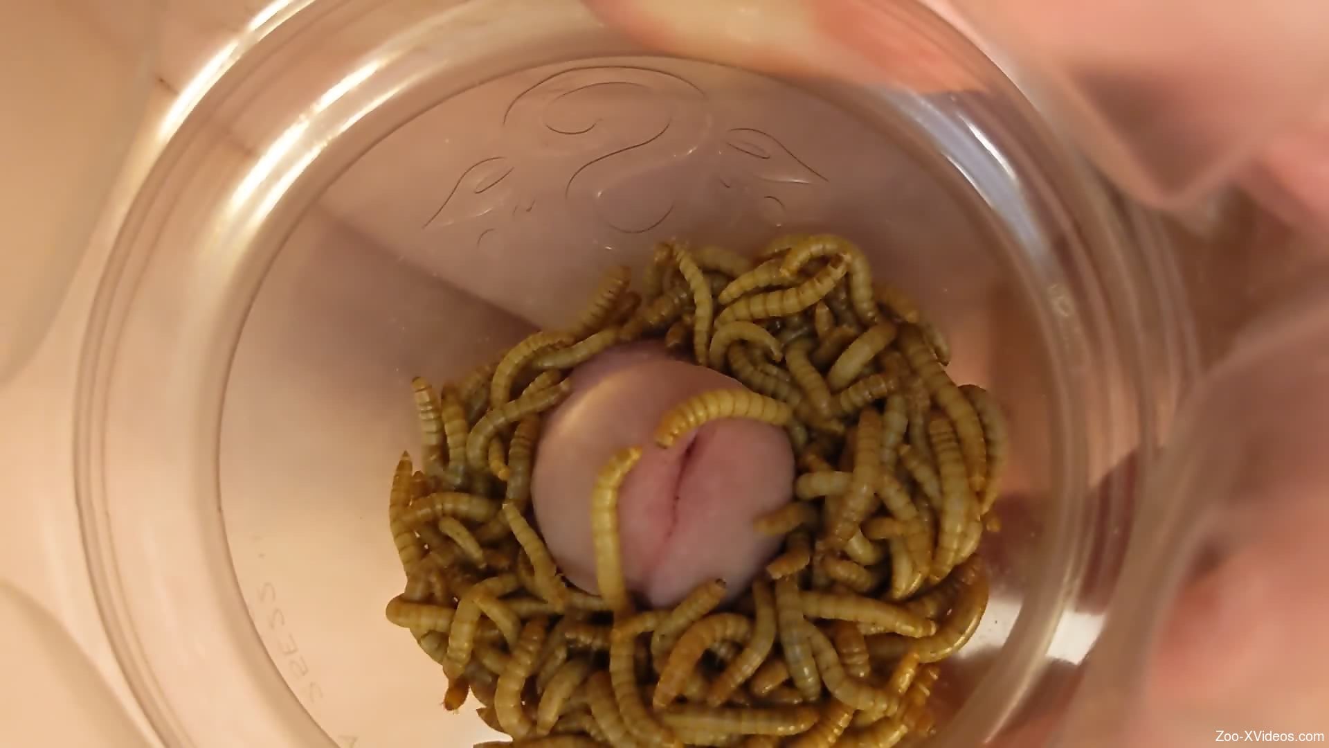 Dude covers his dick in living worms for greater pleasure