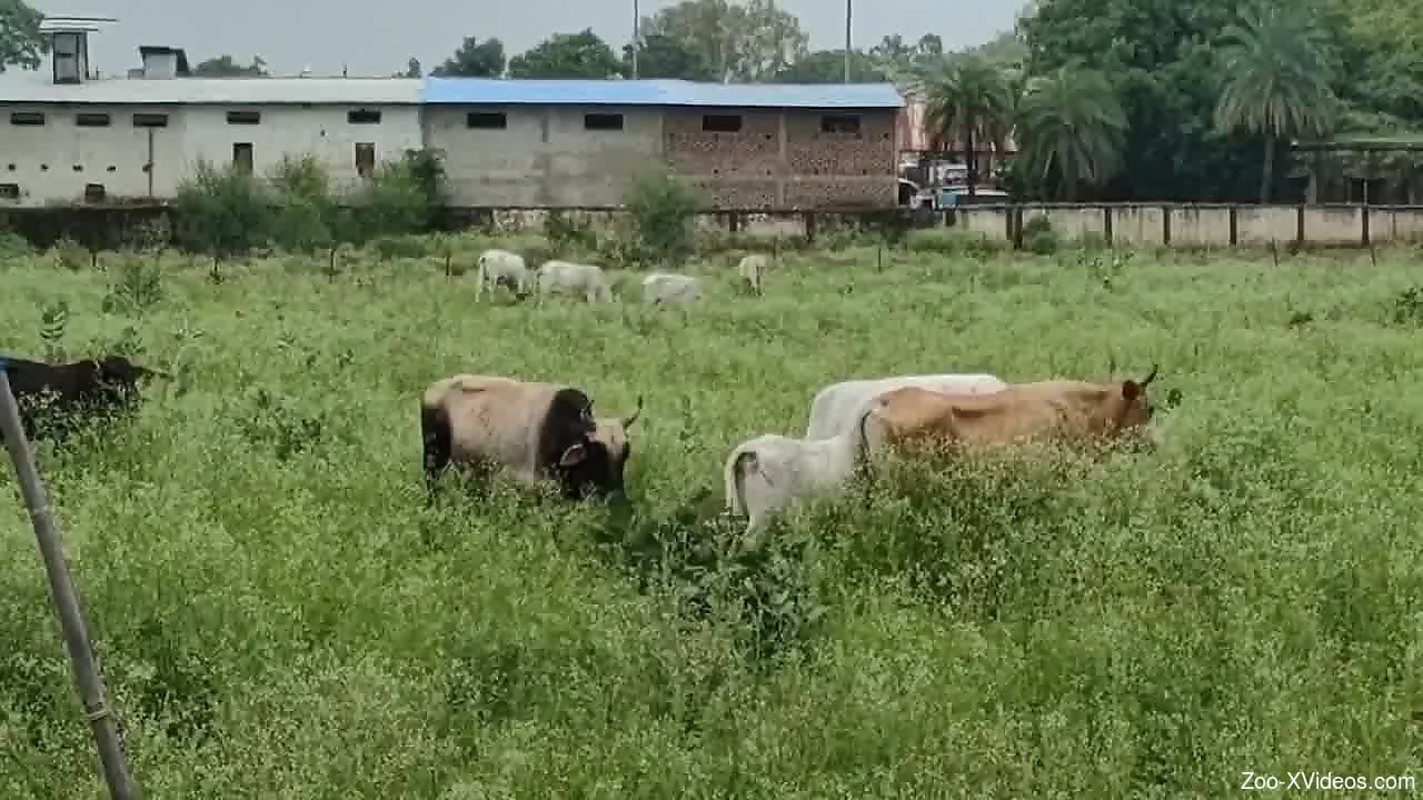 Farm animals drive guy very horny when watching them like that