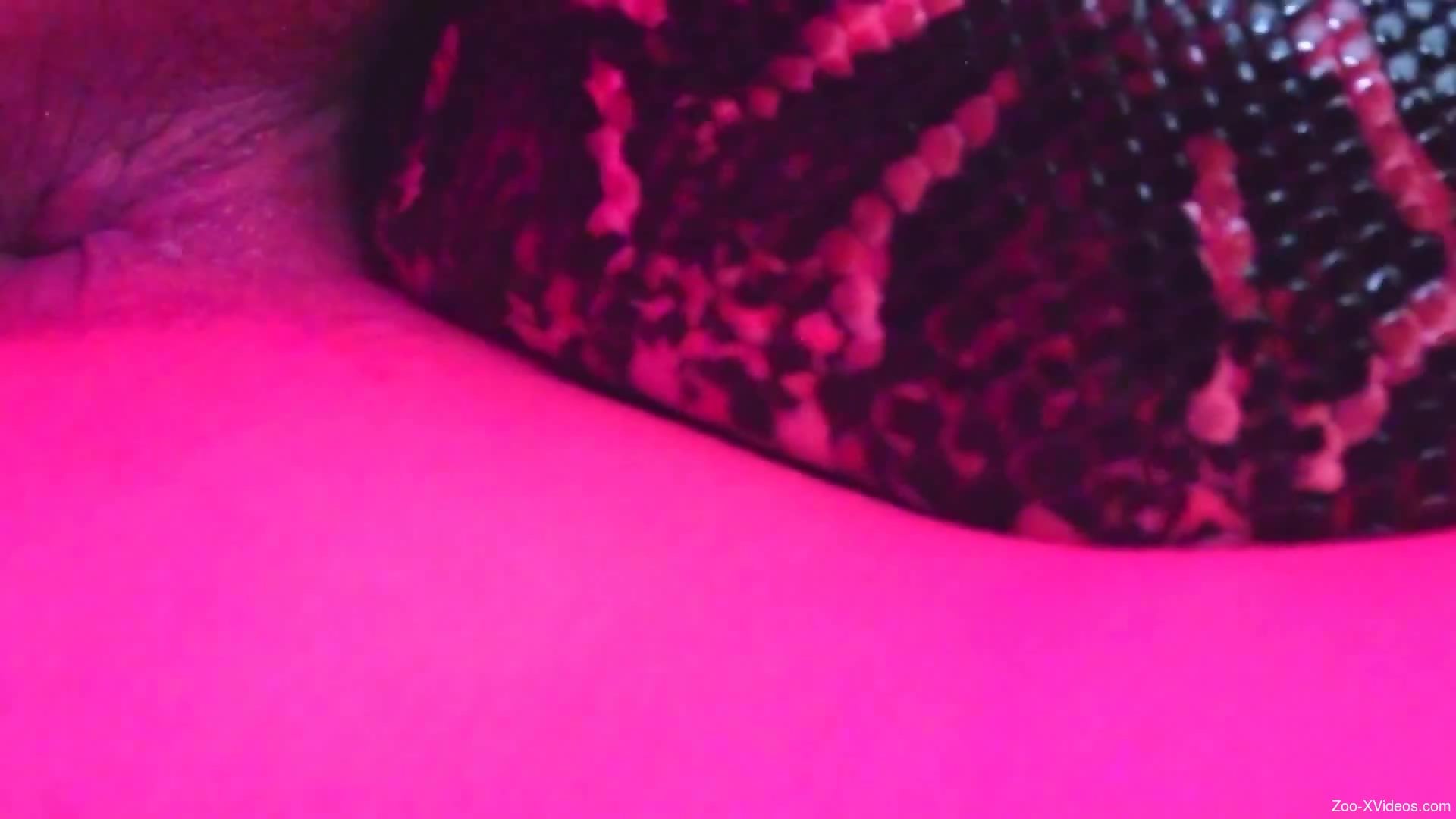 Woman feels snake into the pussy during sexy webcam zoophilia