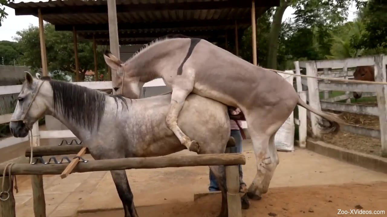 Two animals passionately boning in front of people