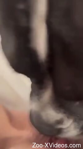 Geeky girl lets the dog devour her neat pussy