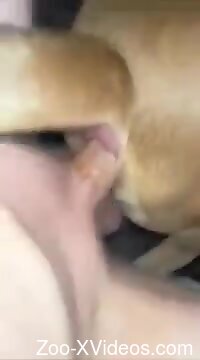 Dude's cock throbs inside a dog pussy big time