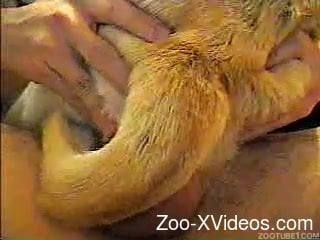 Small doggy rides a hard boner of my lovely husband