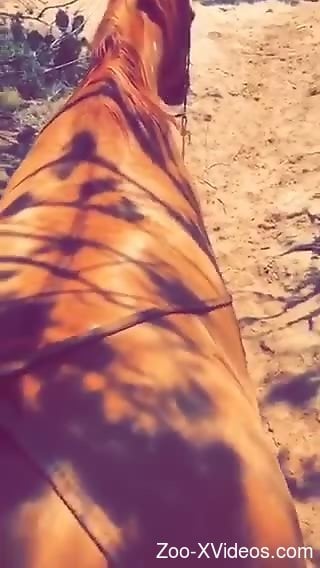 Brown mare getting plowed by a well hung zoophile