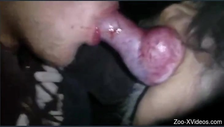 Huge animal penis pleasured by a skillful zoophile