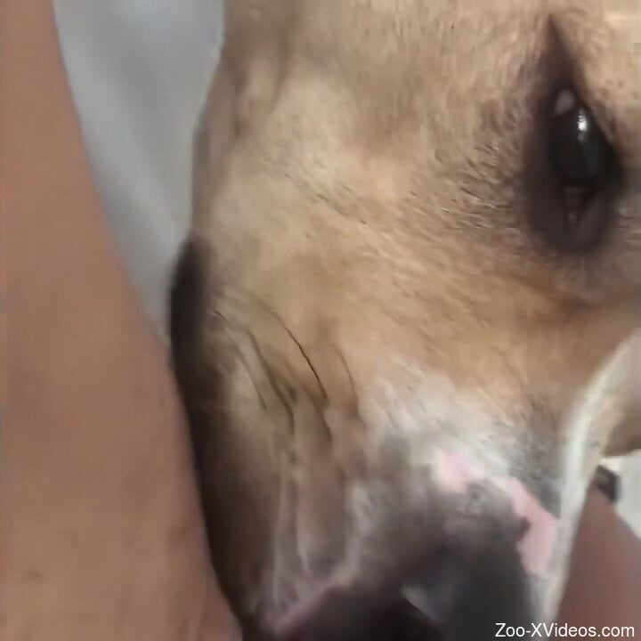 Dog licks woman's wet clit in ways that help her come