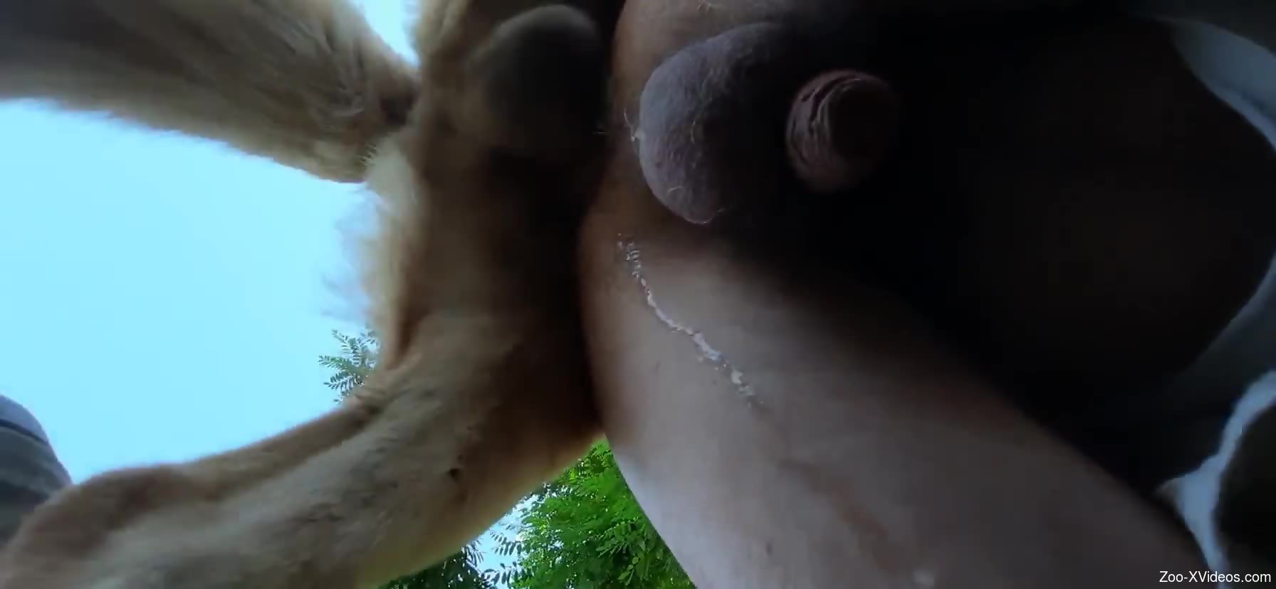 Guy leaking precum while getting sodomized by a dog