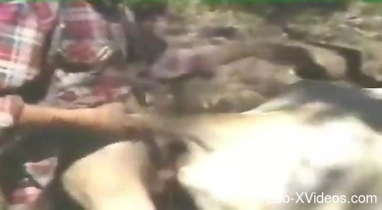 Hot fucking featuring a sexy animal that wants cock