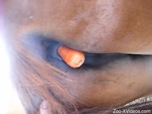 Man pushes carrot in horse's wet pussy to stimulate himself