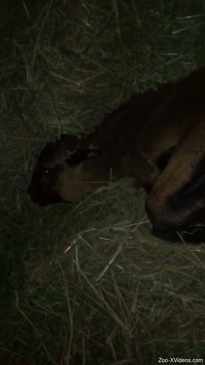 Dude dominating an animal's cunt in a hot video