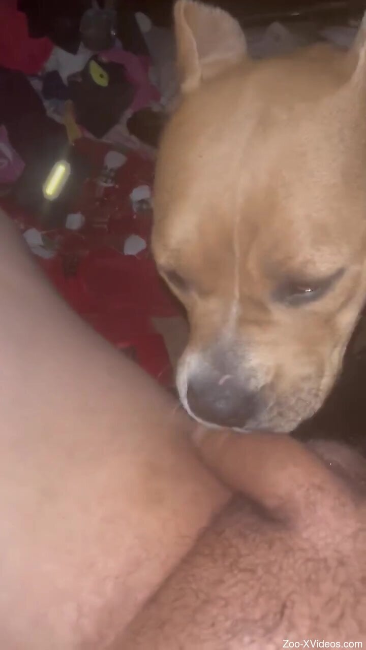 Aroused man loves the dog licking his dick in sloppy modes