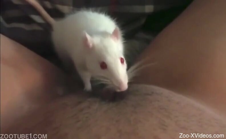 Mouse licks woman's clit while she masturbates on cam