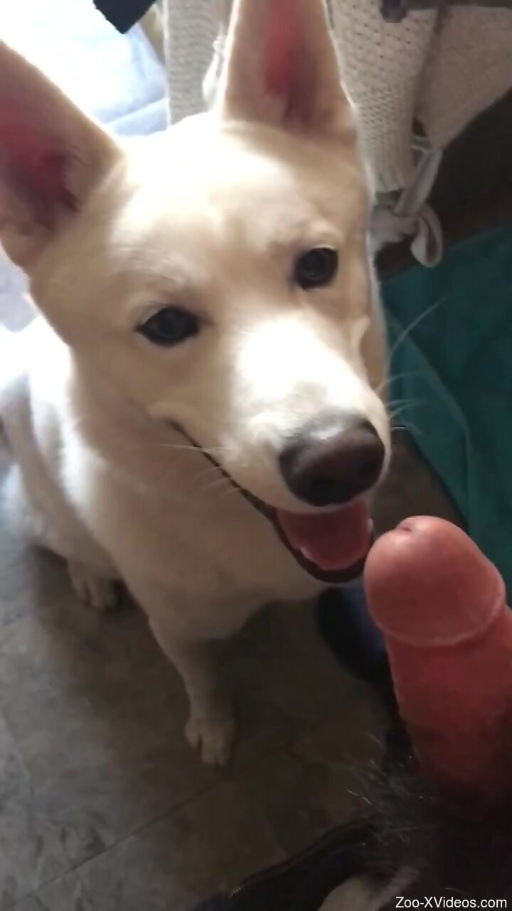 Man jerks off and enjoys the dog licking his dick