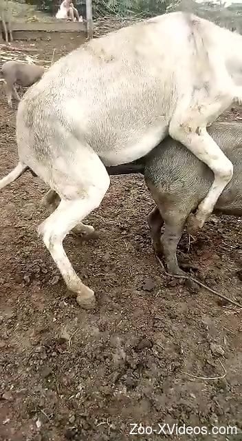 Well-endowed stallion enjoying hardcore sex with a mare