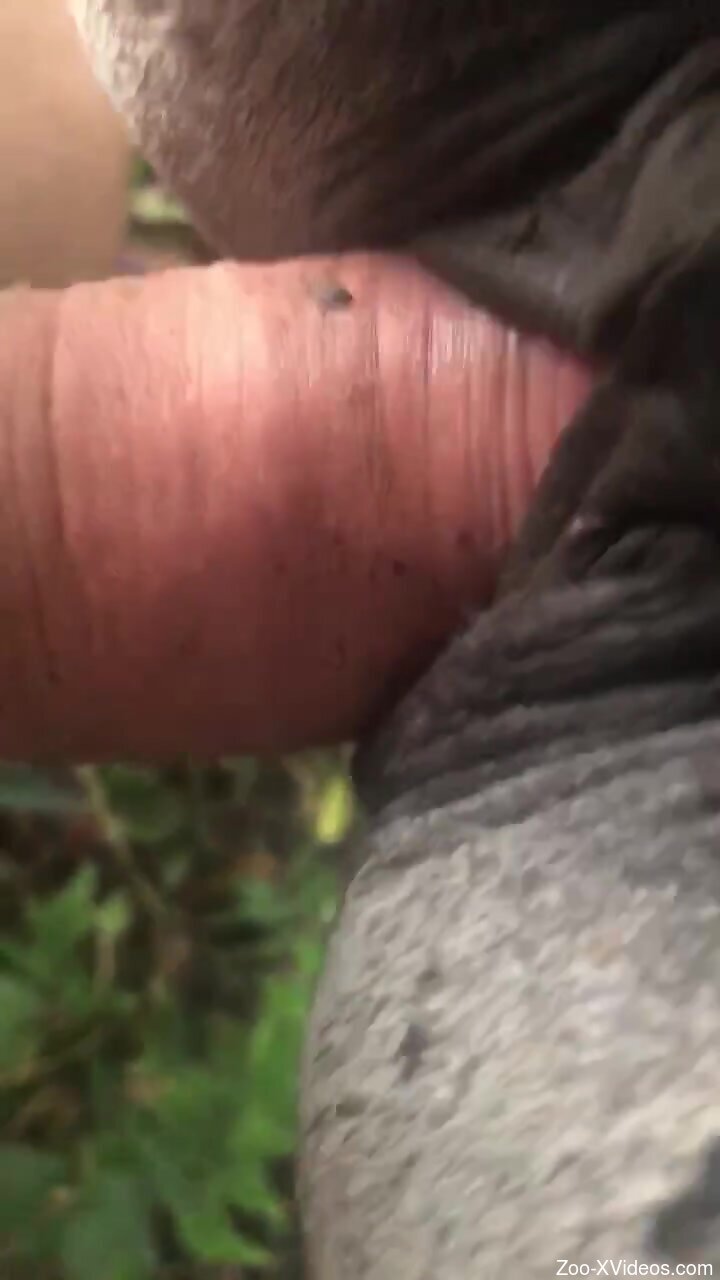 Mare pussy getting dicked down deep outside