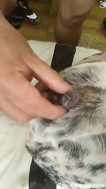 Sexy beast gets cum on pussy after hard loving