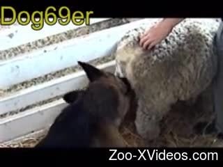 Dirty animal porn with sheeps for real zoophilia lovers