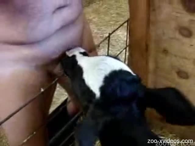 Goat licks man's penis in amateur zoo scenes