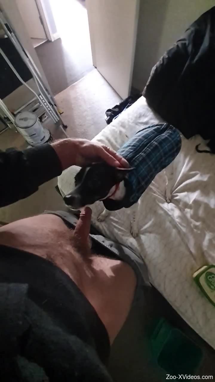 Dude feeds his cock to a dirty dog that loves it