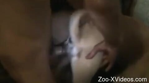 Horny man deep humps small dog in merciless kinks