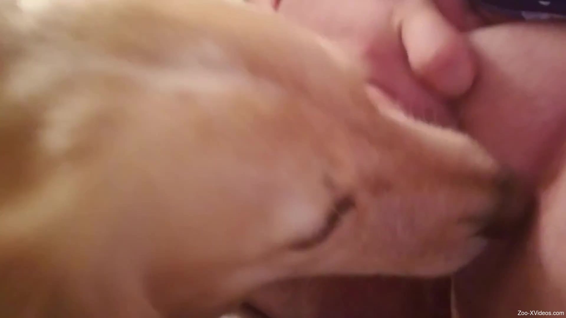 Lusty animal licking the juicy pussy of a hottie