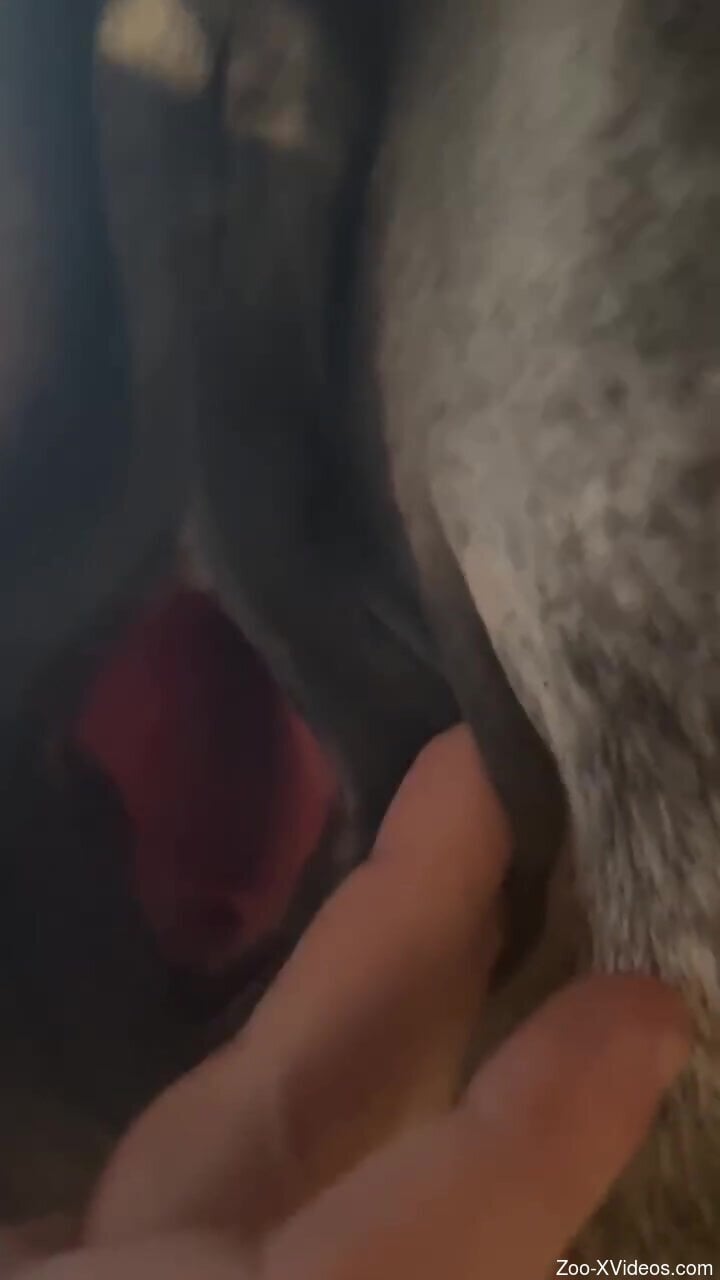 Horse pussy is going to get fingered as well