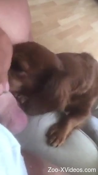 Dude's nice uncut cock getting licked by a dog