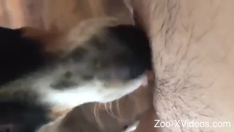 Trimmed pussy babe getting licked by a doggo
