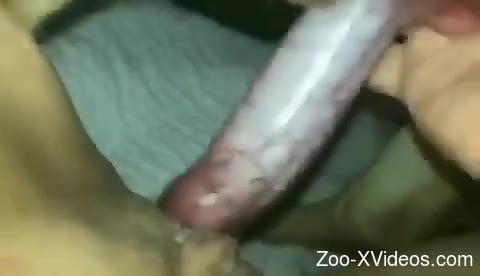 Placing that dog cock in her overflowing vagina