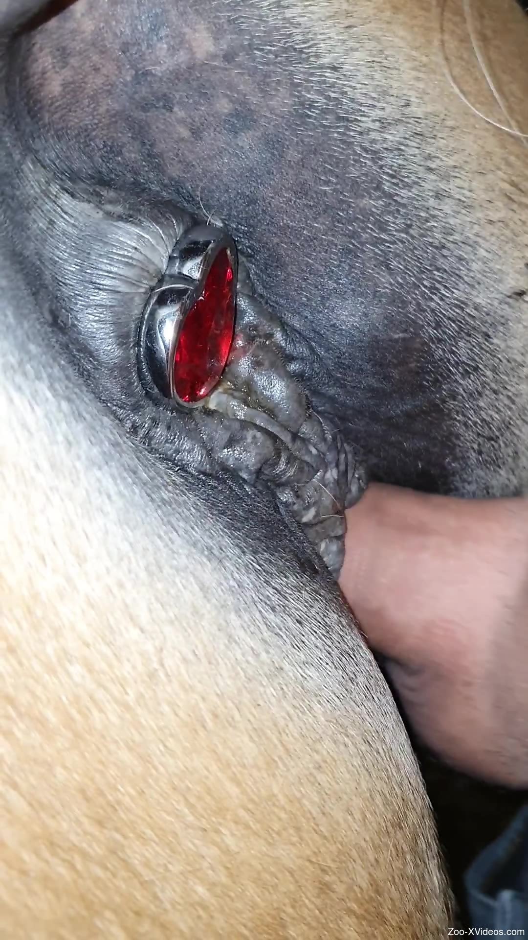 Butt plug horse getting fucked by a well-endowed dude