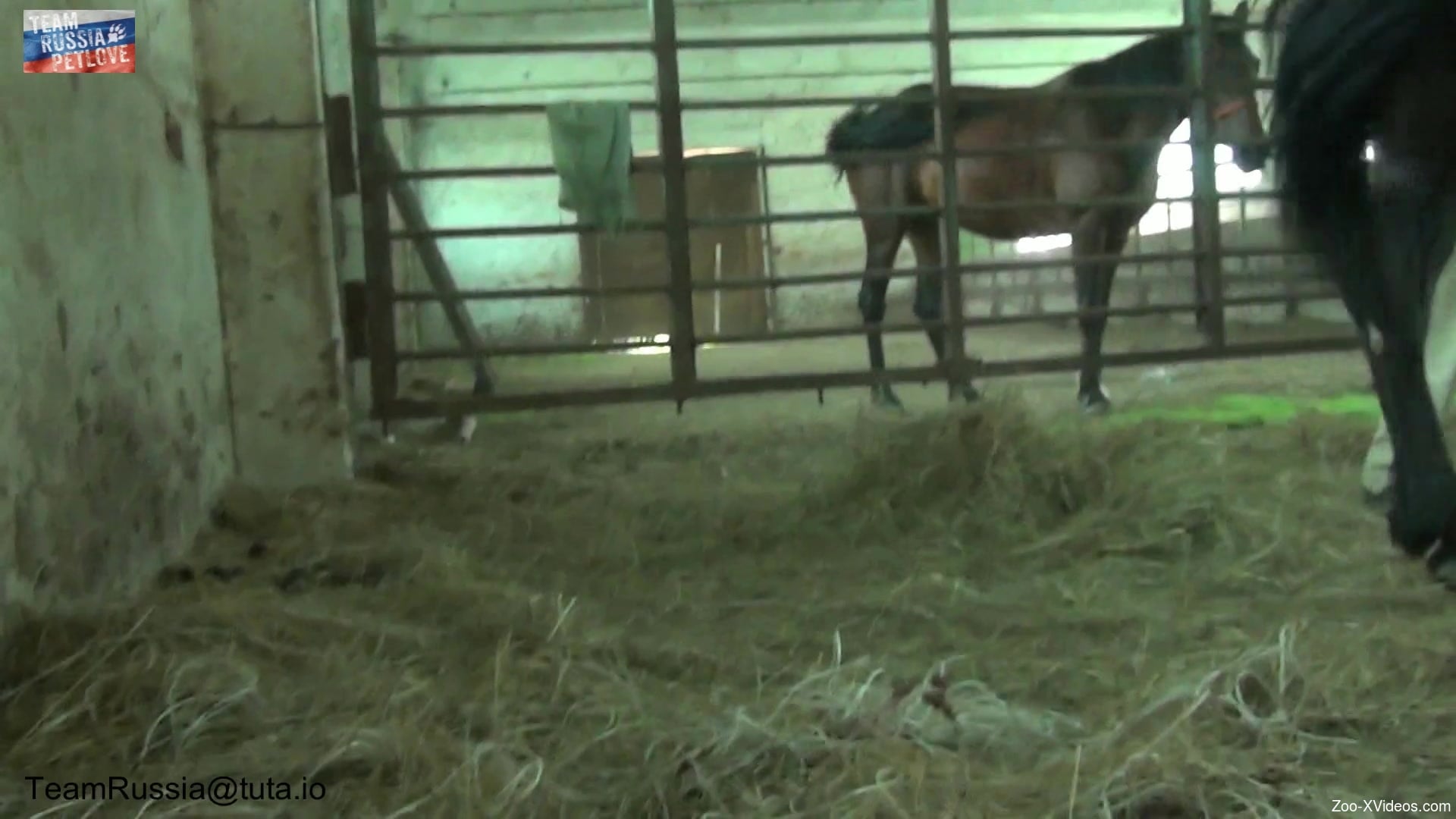 Hung stallion getting a sloppy blowjob from a teen