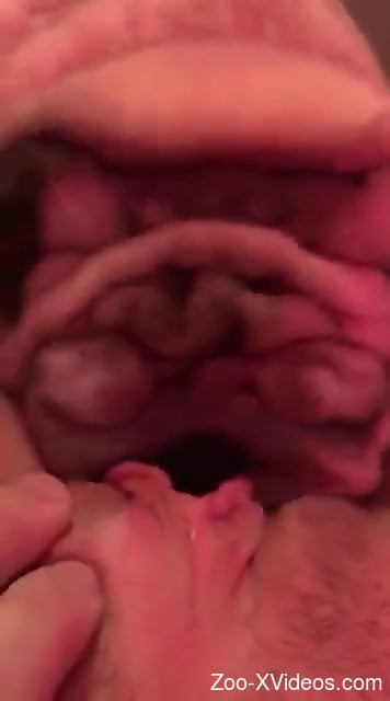 Dirty dog buries its mug in this girl's wet pussy