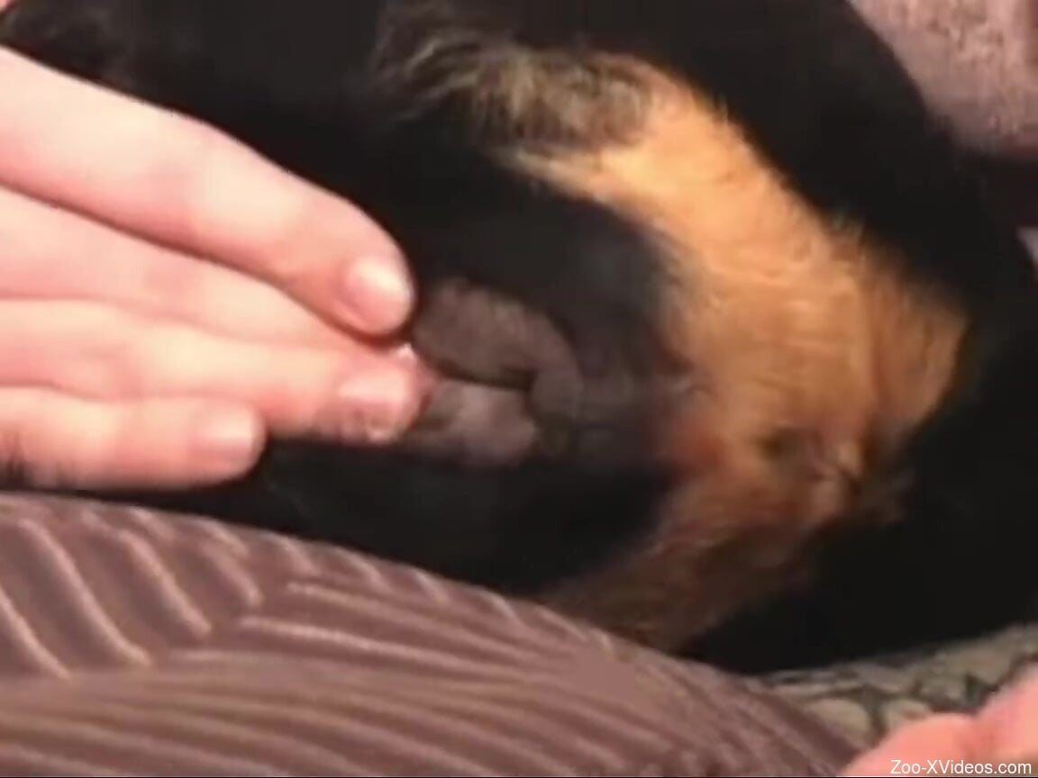 Dude rubbing the dog's clit to make it orgasm