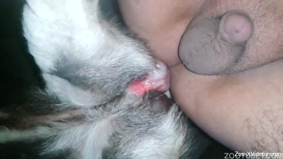 Close-up bestiality penetration with a dog and male