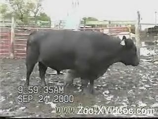 Sweet black bull got a very nice boner that looks amazingly huge