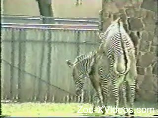 Two sexy zebras enjoying passionate love-making outdoors