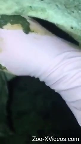 Upset guy fucking an animal so hard it screams