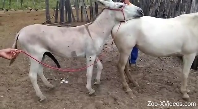 White animals happily fucking in an outdoor zoo scene