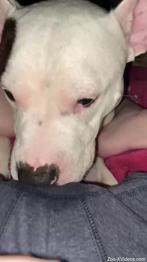 Curious doggie is about to start oral zoo sex action