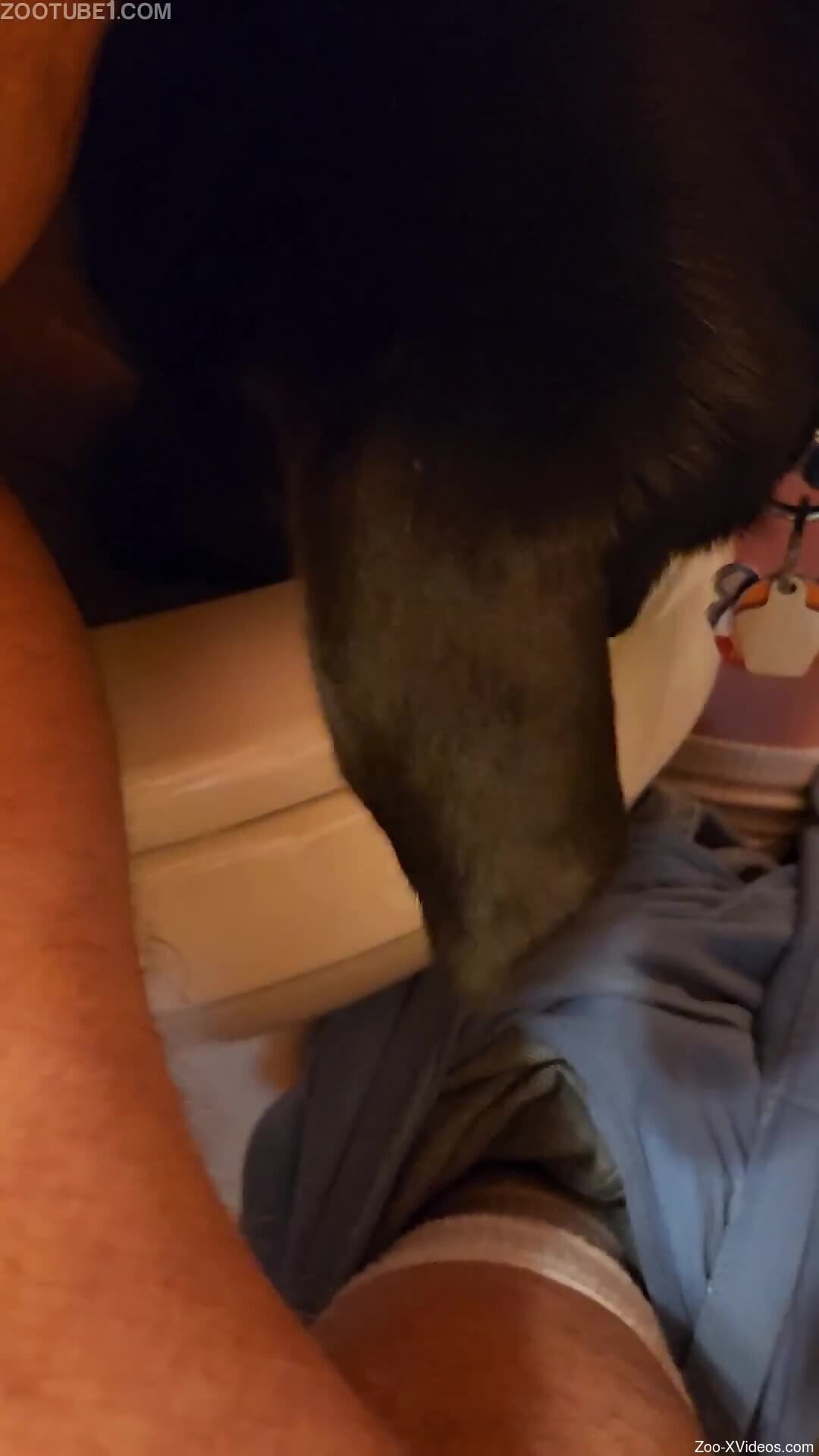 Nice cock of a zoophile getting licked by a mutt