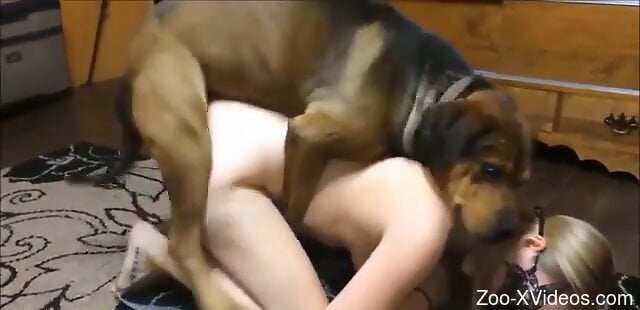 Brown dog is craving for a rough zoophilia sex with a blonde