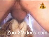 Zoophile punishing an animal's pussy close to the cam